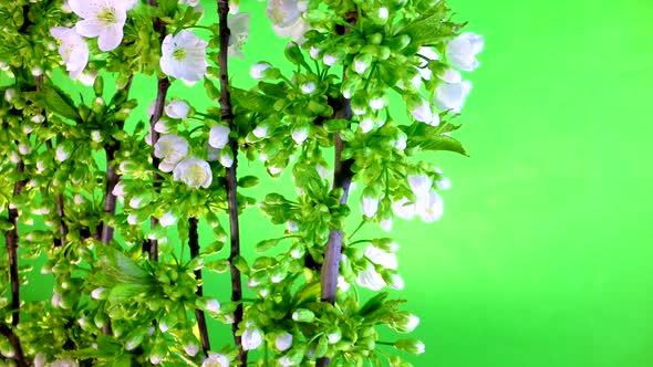 White flowers footage for design and decoration.