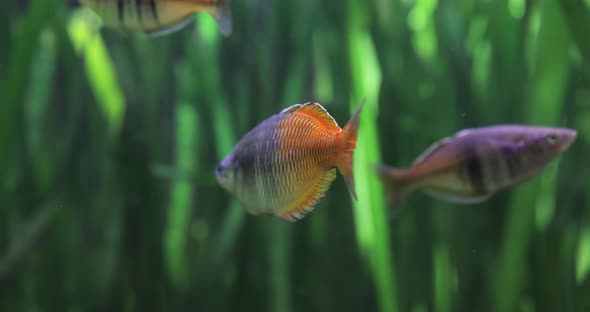 Boesemani Rainbowfish (Melanotaenia Boesemani) Is a Species of Fish in the Family Melanotaeniidae alt