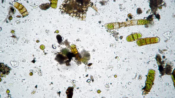 A Large Round Infusoria Moves Through the Microcosm in Search of Food alt