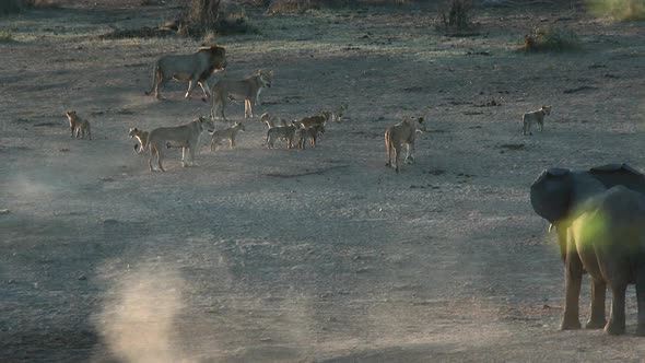 African Elephant (Loxodonta africana) chasing away a group of Lions (Panthera leo), Kruger N.P. Sout alt