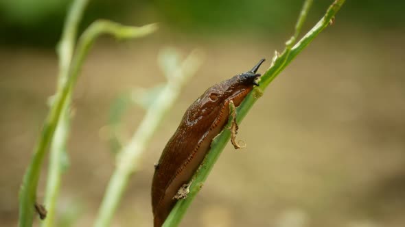 Spanish Slug Arion Vulgaris Snail Parasitizes Kohlrabi Cabbage Turnip Gongylodes Moves Garden Field