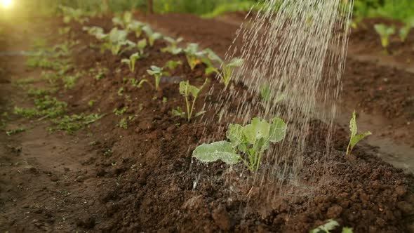 Close Up View Watering Plants in Outdoor Bed Work in Garden Planting Vegetables Herbs alt