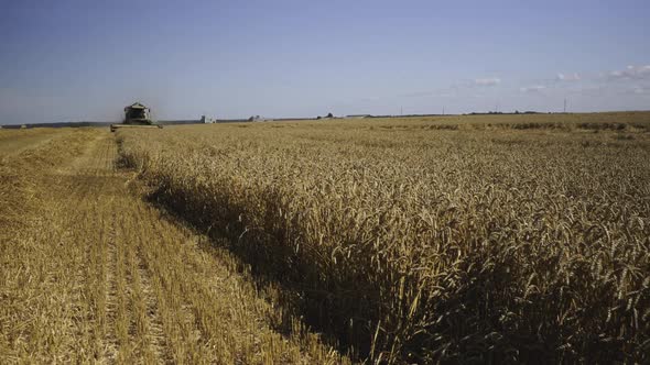 Harvesting Grain Crops in Summer in Latvia