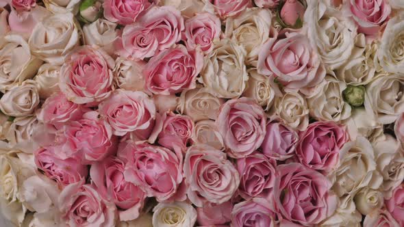 Thriving of Full Bloom Flowerscape Floral Visual of Live Flowers Roses Background alt