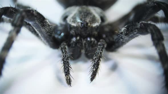 Spider. Macro