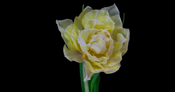 Timelapse of White Tulip Flower Blooming on Black Background. alt
