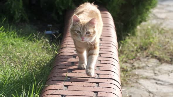 Ginger Cat Is Walking On Brick Wall In Slow Motion