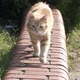 Ginger Cat Is Walking On Brick Wall In Slow Motion - VideoHive Item for Sale