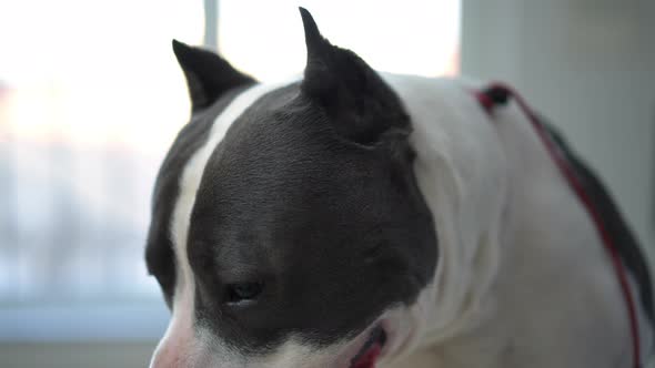 Side View Closeup of Dog Waiting in Veterinary Clinic Looking Away alt