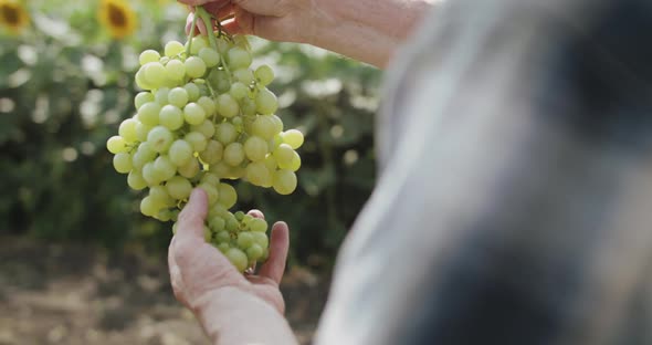 Closeup of a Farmer Examines a Beautiful Ripe Bunch of Grapes in His Hands alt