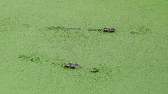 Crocodile Floating in Lake Among Green Slime alt