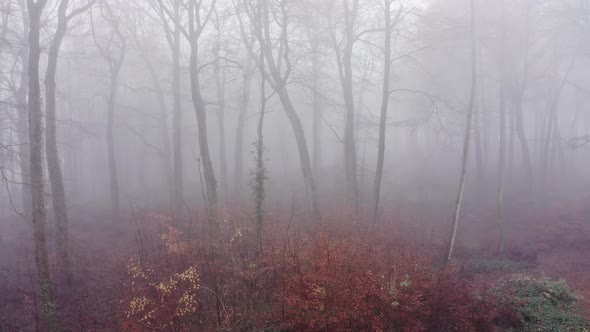 Aerial drone video of woods in misty foggy weather conditions with autumn trees in mysterious Hallow alt