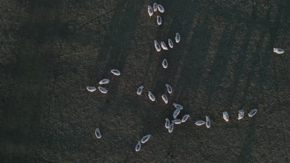 Top-down View Of Flock Of White Sheep Grazing In The Pasture In Ireland. - aerial alt