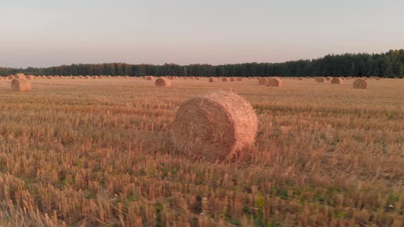 Many Rolls of Straw in the Agricultural Field in the Evening After Harvesting alt