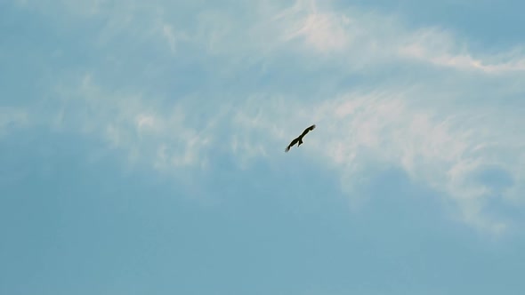 Silhouette of Gorgeous Eagle Soaring Across Blue Sky alt