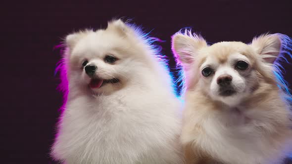 two lap dog chihuahua and pomeranien friend sit together with casual and relax alt