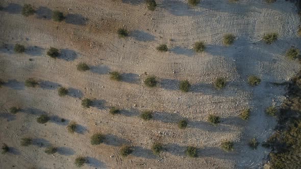 Bird's Eye View of an Olive Orchard on a Small Farm in the Early Morning alt