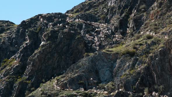 Flock of Sheeps Climbing on Mountain in Sunny Day alt