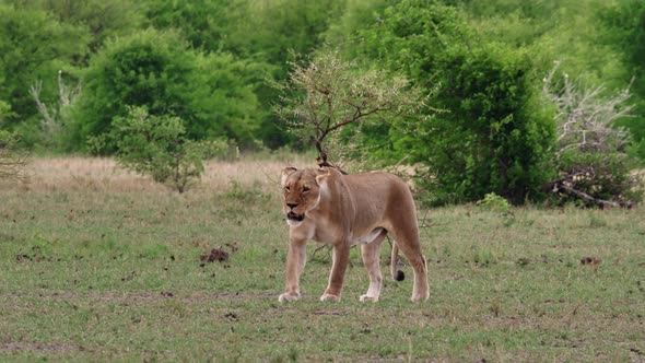 A Lioness Looking Around While Walking Slowly On The Grassland In Nxai Pan, Botswana - Wide Shot alt