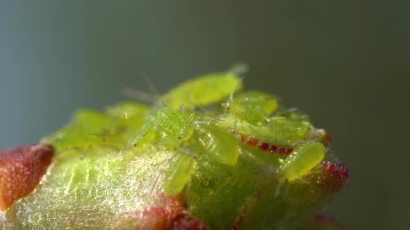 Slow Motion Macro Green Aphids on Bud