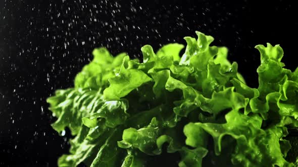 Drops of Water Fall on Lettuce Leaves alt
