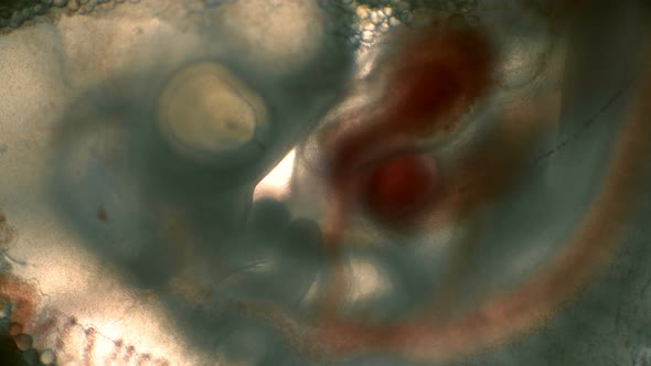 Heartbeat and Blood Flow Through the Vessels in a Chicken Embryo in an Egg alt