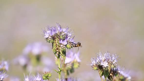 Phacelia Flowers and Bees
