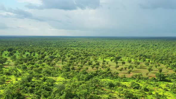 Africa Mali Forest Aerial View 2