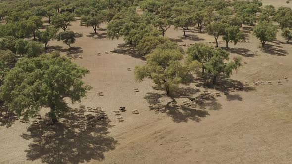 Aerial view of cattle walking freely in the valley in Portugal. alt
