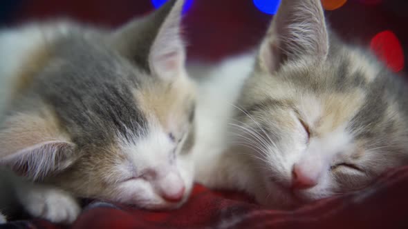 Two Kittens Have Played Enough on New Year's Eve and are Sleeping Cute on a Red Checkered Blanket