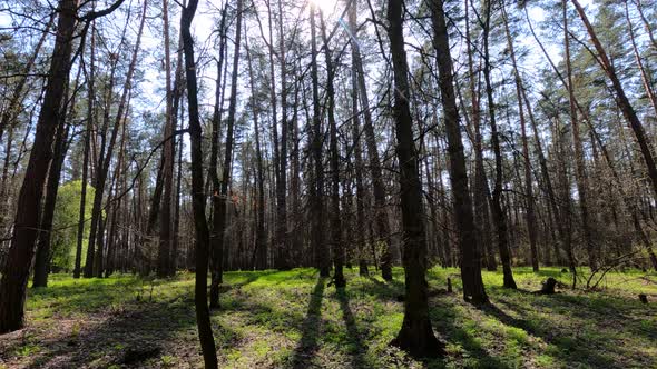 Walking Through the Forest with Pine Trees During the Day POV Slow Motion alt