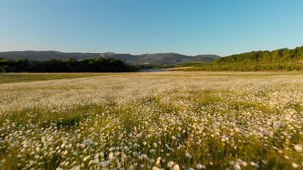 Meadow of Spring Daisy Flowers