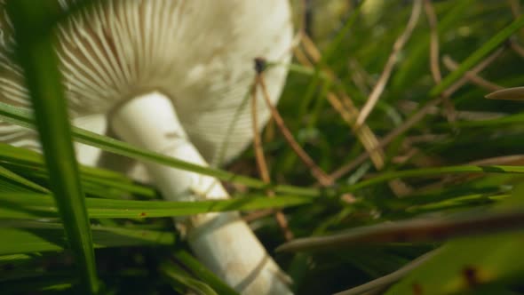 Motion to Russula Mushroom Lying in Meadow Grass in Forest alt
