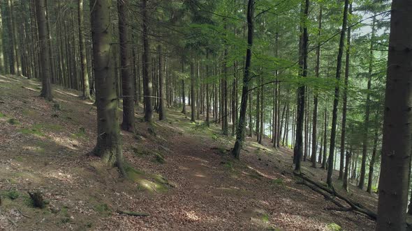 Pathway in Forest Drone Shot