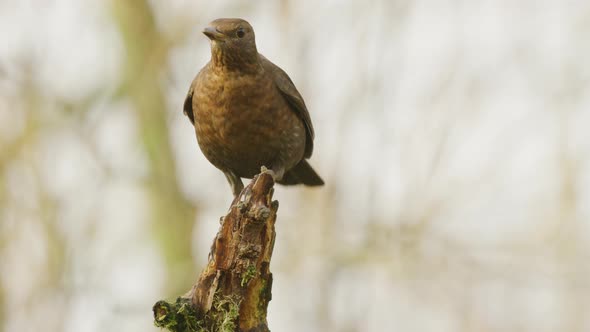 Blackbird female on tree stump fluttering wings before diving out of frame alt