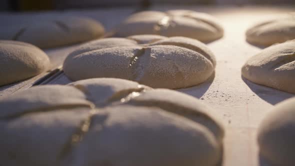 Freshly Baked Round Loaves of Tasty Bread on Tray Under Light at Bakery Factory alt