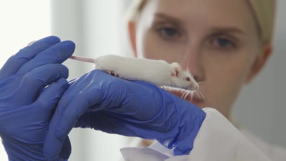 A Scientist Doctor in Blue Rubber Gloves Holds By the Tail Examins and Pets a White and Black Fat