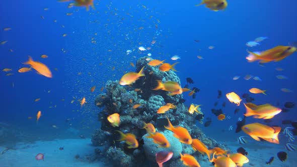 Reef Coral Garden Underwater alt