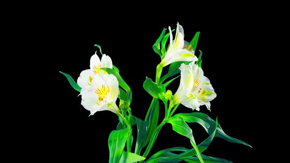 Alstroemeria flower blossoms alt