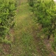 Plum Fruit Plant Agriculture - VideoHive Item for Sale