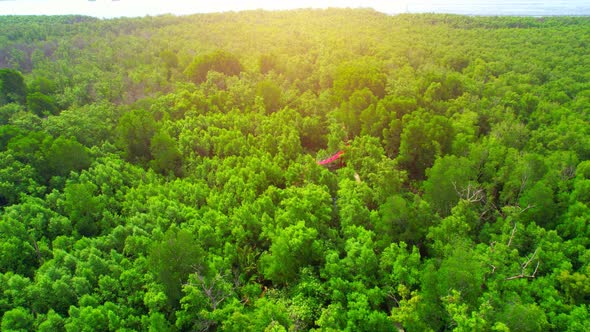 Aerial view Top view of Mangroves forest. mangroves along the coastline alt