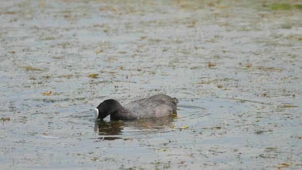 Cool Swimming in Pond alt
