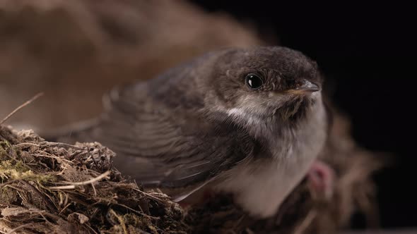 Barn Swallow  Hirundo Rustica Sitting in Mud Nest Bird Chick in Their Natural Habitat alt