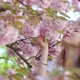 Blonde Girl Smelling Sakura Flowers in Tokio - VideoHive Item for Sale