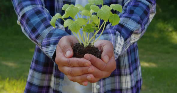 Farmer's Hand Holds a Fresh Cucumber Seedling of a Young Plant alt