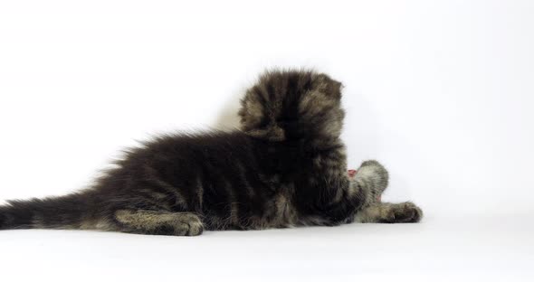 Brown Blotched Tabby Maine Coon Domestic Cat, Kitten playing against White Background, Normandy alt
