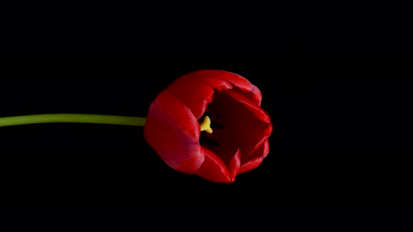 Timelapse of Red Tulip Flower Blooming on Black Background Holidays Concept Vertical Footage