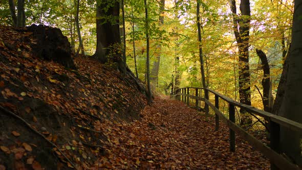 path in the autumn forest alt