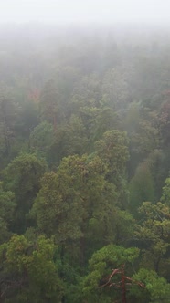 Vertical Video Fog in the Forest Aerial View alt