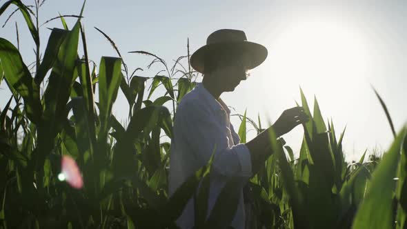 A Girl Agronomist Stands On A Field Of Corn Plantation Green Leaves, A Farmer Girl In A Hat Examines alt